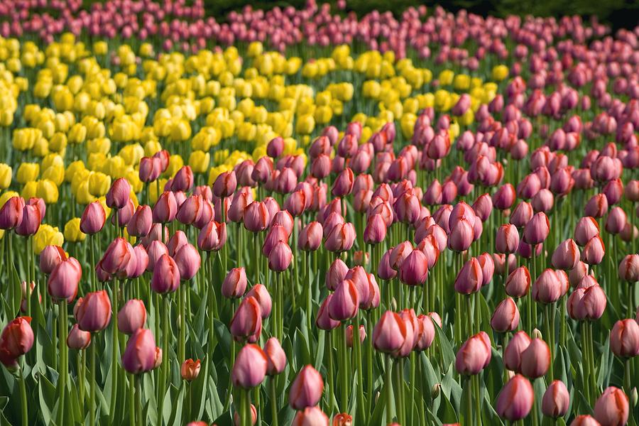 Tulips Photograph by David Chapman