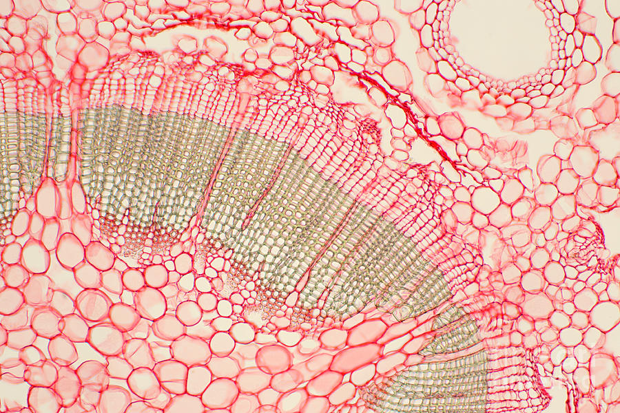 Umbrella Pine Stem Photograph by Ted Kinsman Fine Art America