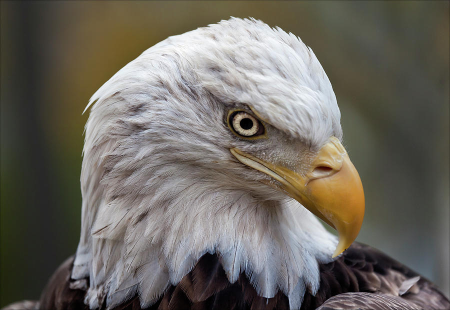 Veterans Day NYC 11 11 11 Challenger Bald Eagle #3 Photograph by Robert Ullmann