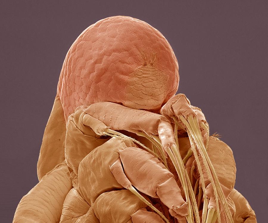 Nature Photograph - Water Flea, Sem #3 by Steve Gschmeissner