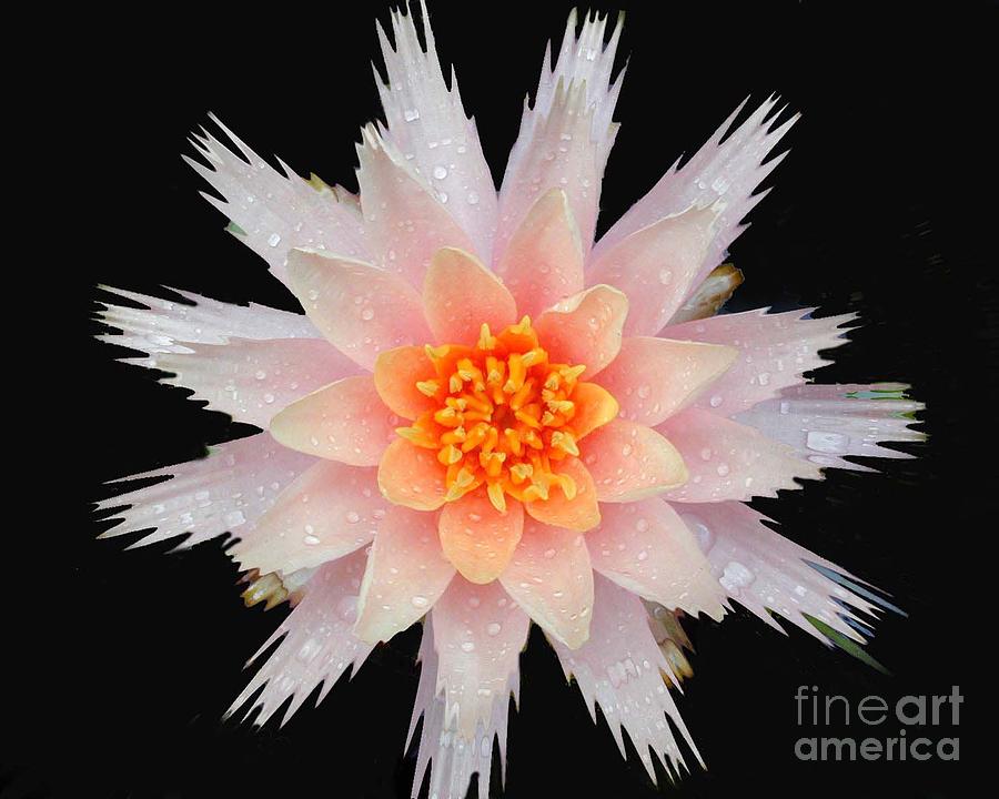 Water Lily #3 Photograph by Mark Gilman