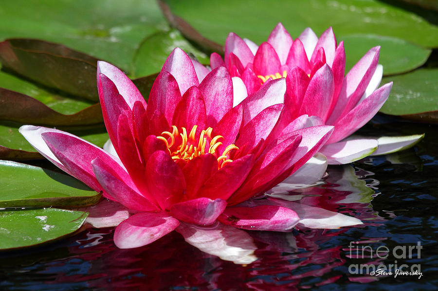 Water Lily #3 Photograph by Steve Javorsky
