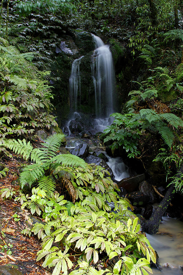 Jungle Photograph - Waterfall #3 by Les Cunliffe
