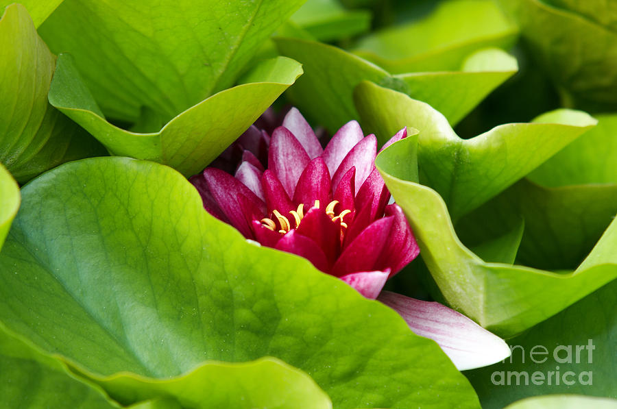 Lily Photograph - Waterlily #3 by Michal Boubin
