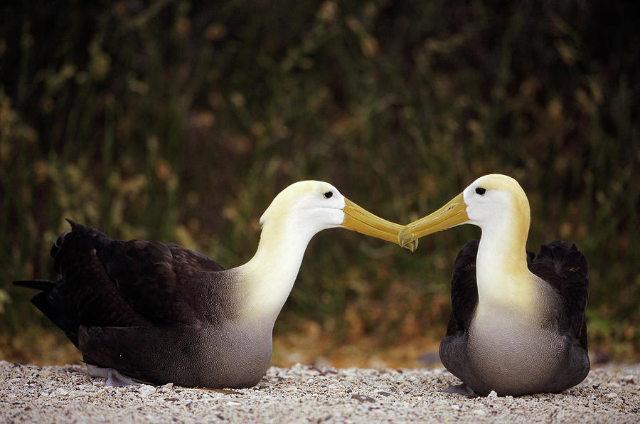 Waved Albatrosses Bonding Photograph by Tui De Roy