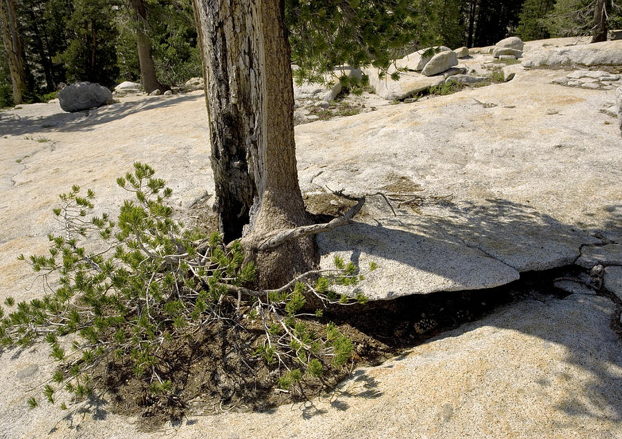 Western White Pine (pinus Monticola) #3 Photograph by Science Photo Library Western White Pine (pinus Monticola) #3 Photograph by Science Photo Library