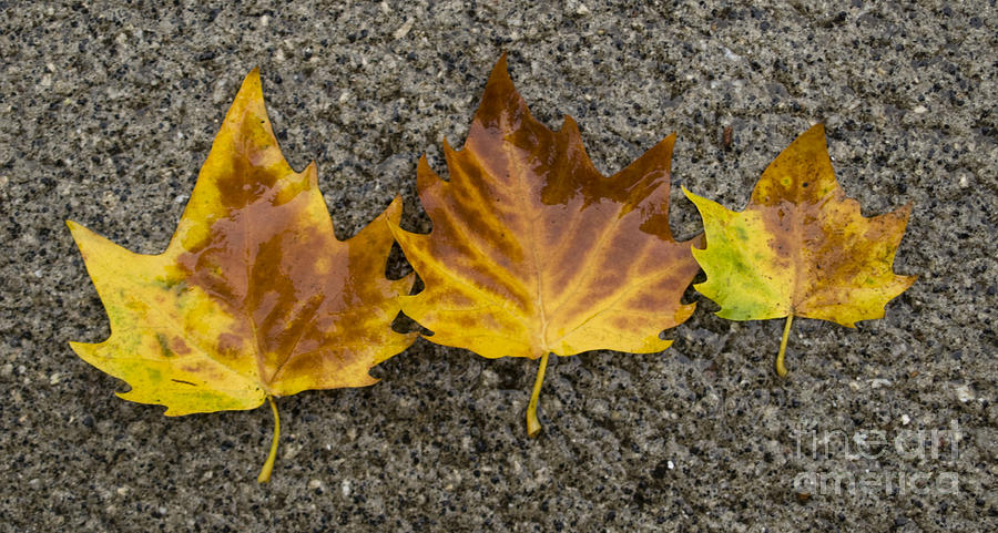 Fall Photograph - 3 Wet Leaves by Steev Stamford