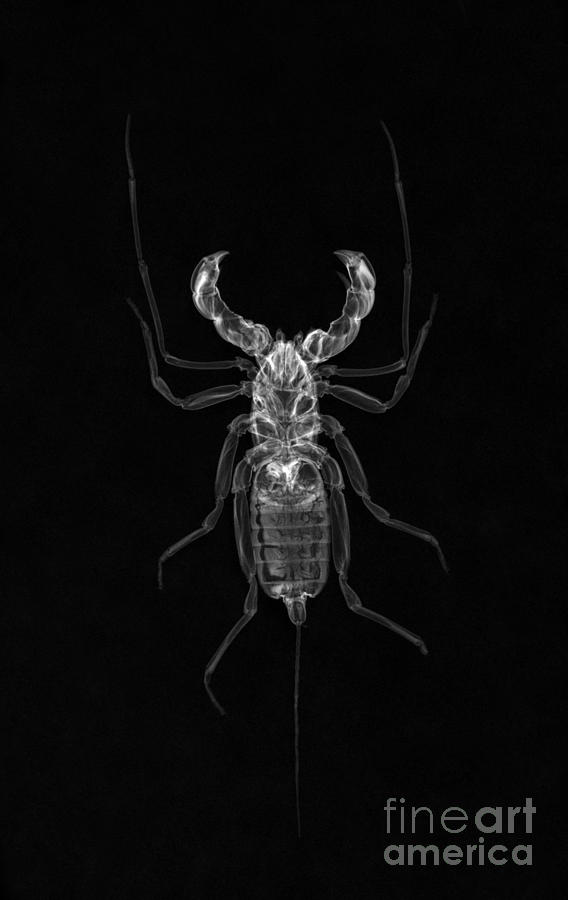 Whipscorpion X-ray #3 Photograph by Ted Kinsman