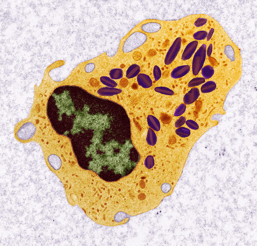 White Blood Cell Tem Photograph By Steve Gschmeissner