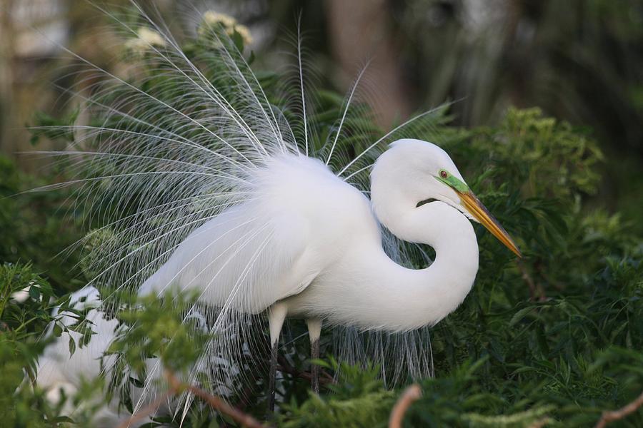 White Egret #3 Photograph by Jeanne Andrews