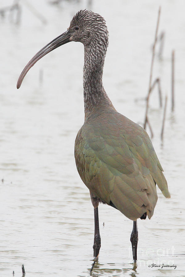 White Faced Ibis #3 Photograph by Steve Javorsky