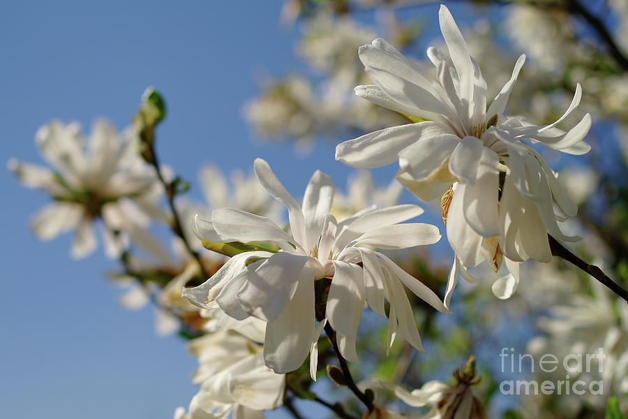 White Magnolia #2 Photograph by Dariusz Gudowicz