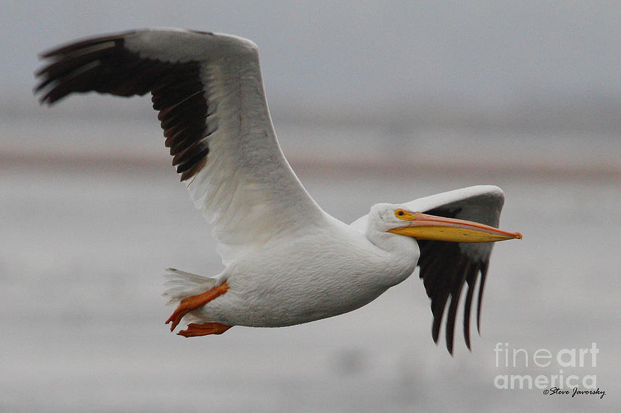 White Pelican #3 Photograph by Steve Javorsky