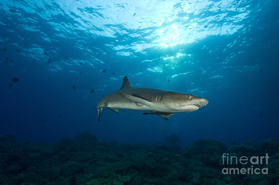 Whitetip Reef Shark, Kimbe Bay, Papua #3 Photograph by Steve Jones