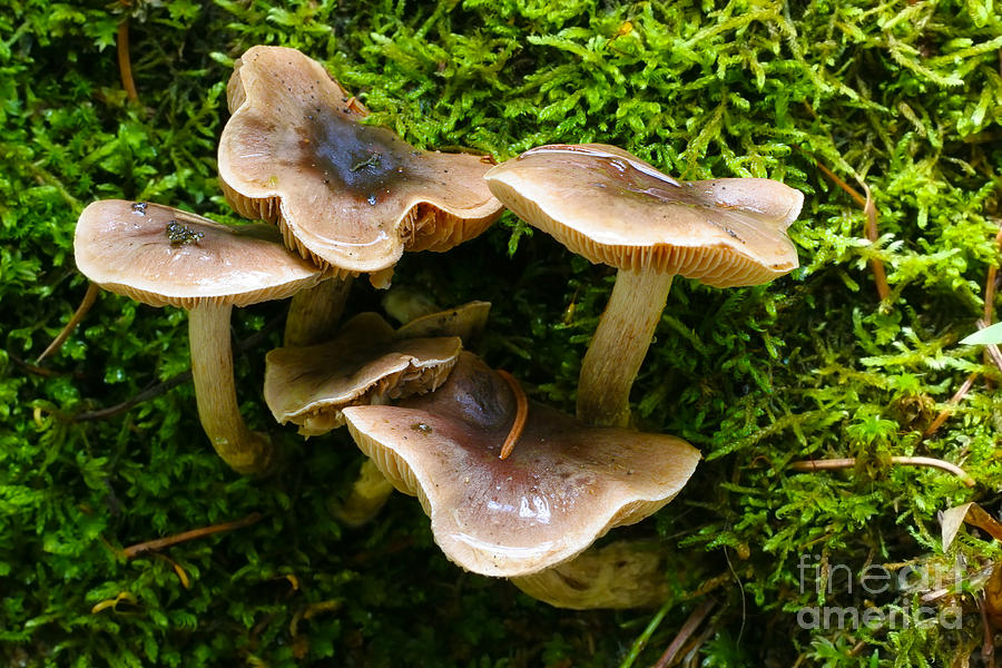 Magic Photograph - Wild Mushrooms #3 by Crystal Garner