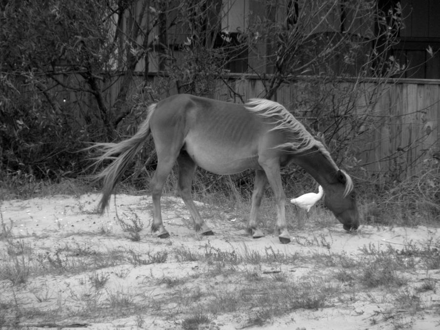 Wild Spanish Mustang of the Outer Banks of North Carolina #3 Photograph by Kim Galluzzo