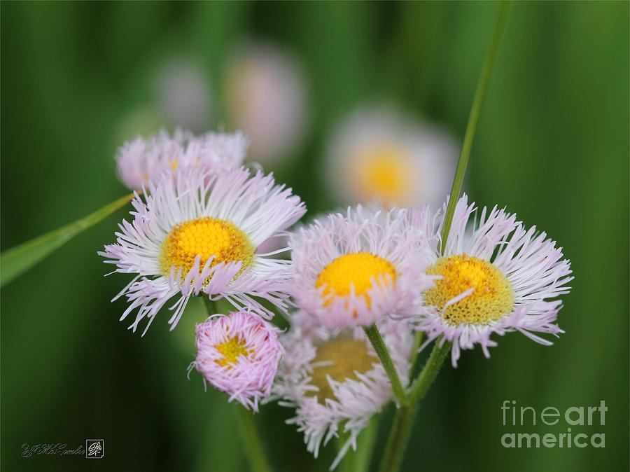 Nature Photograph - Wildflower named Robins Plantain #3 by J McCombie