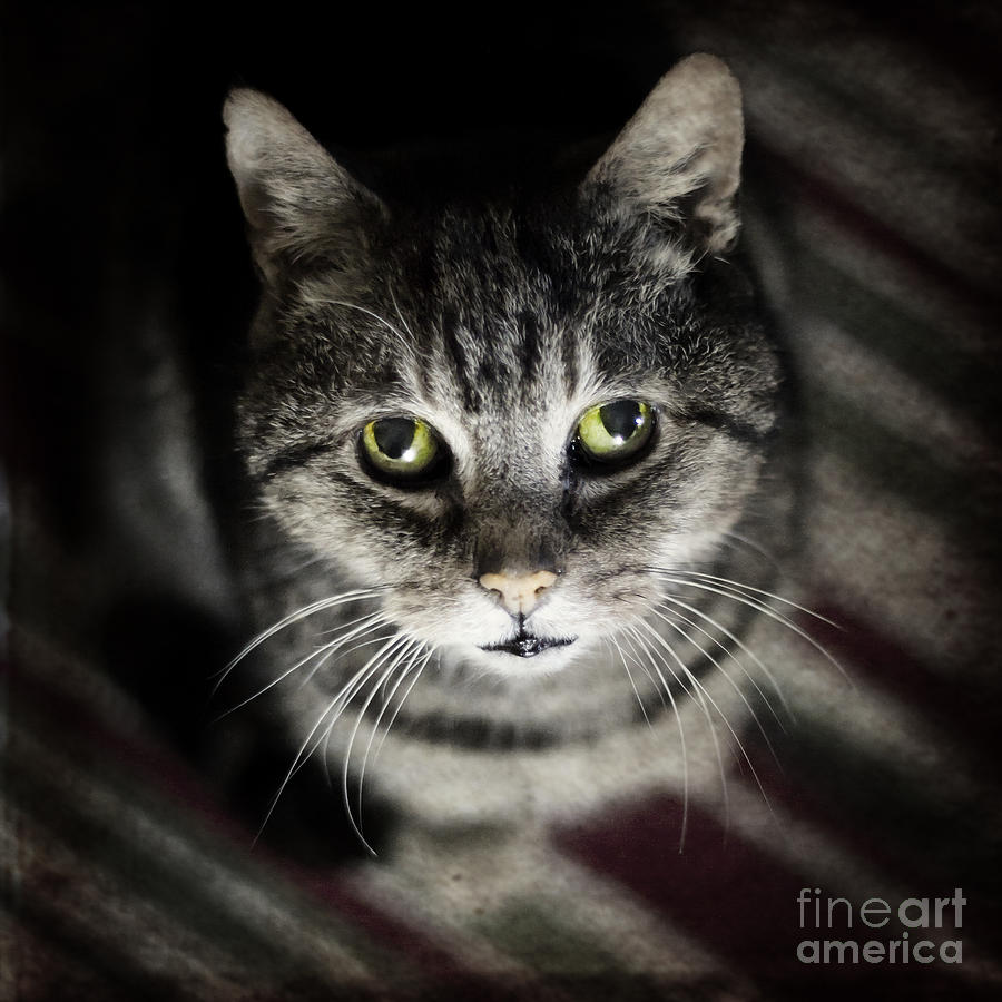 Cat Photograph - Wonky eyed tiger #3 by Ang El