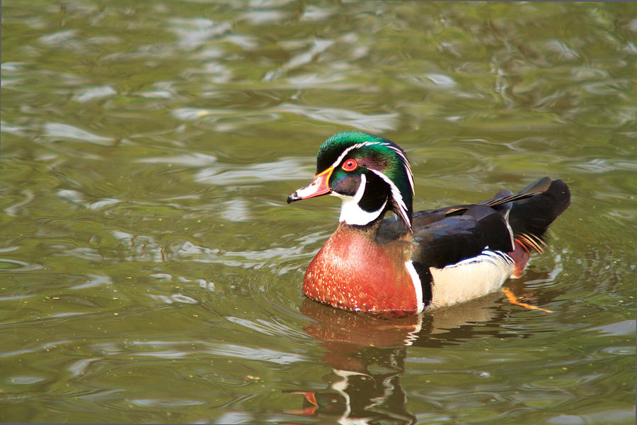 Wood Duck #3 Photograph by Josef Pittner