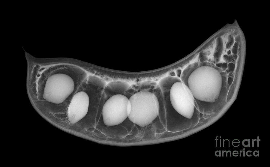 X-ray Of A Kentucky Coffee Tree Seed Pod #3 Photograph by Ted Kinsman