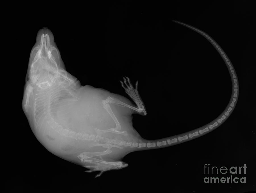 X Ray Of A Mouse #3 Photograph by Ted Kinsman