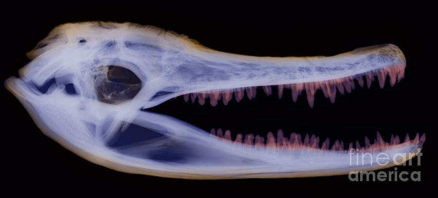 X-ray Of American Alligator #3 Photograph by Ted Kinsman