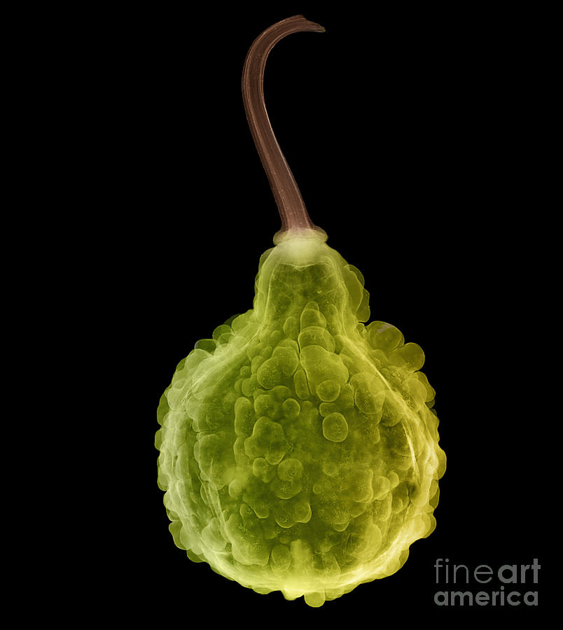X-ray Of Fall Decorative Gourd #3 Photograph by Ted Kinsman