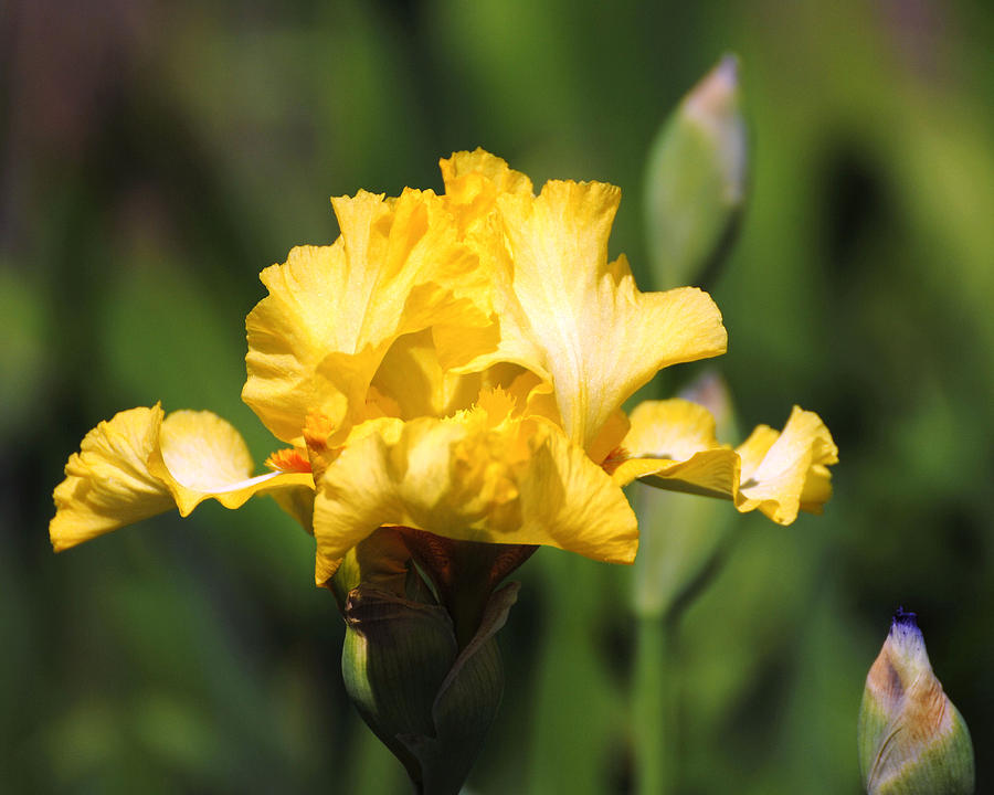 Yellow and White Iris Photograph by Jai Johnson