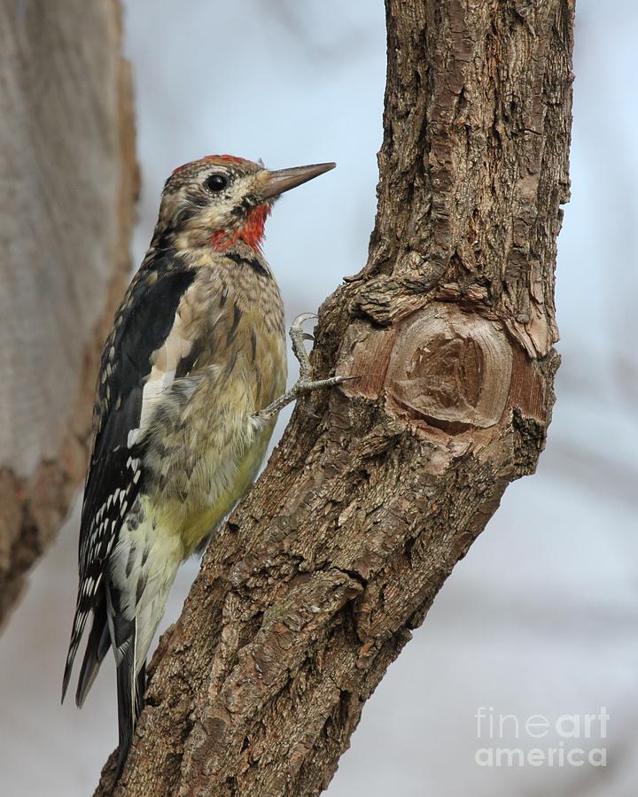 Yellow-bellied Sapsucker #3 Photograph by Jack R Brock