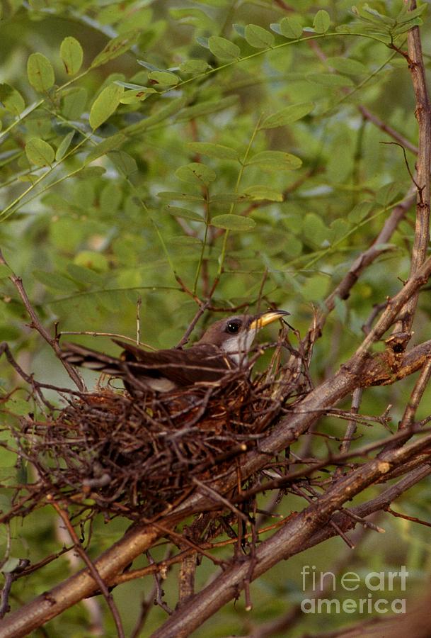 Yellow-billed Cuckoo #3 Photograph by Jack R Brock