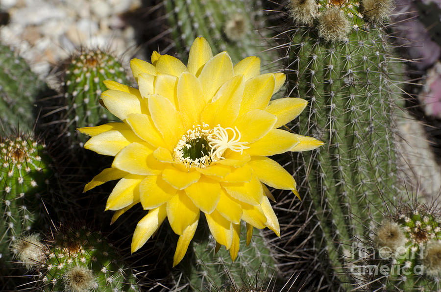 Yellow cactus flower #3 Photograph by Jim And Emily Bush