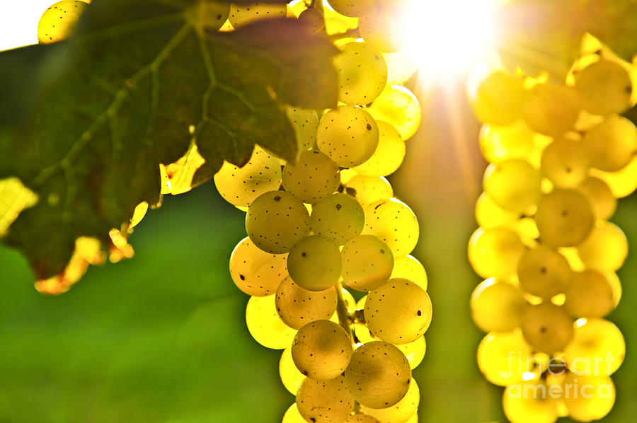 Yellow Grapes Glow Photograph