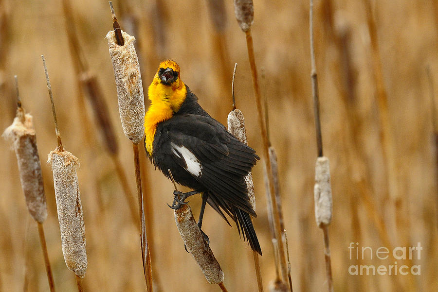 Yellow-headed Blackbird #9 Photograph by Dennis Hammer