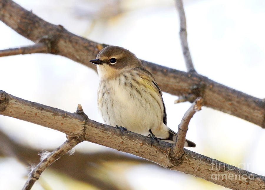 Bird Photograph - Yellow-rumped Warbler #3 by Lori Tordsen
