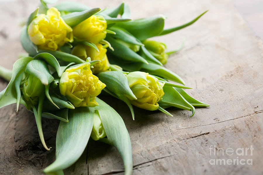 Yellow tulips #3 Photograph by Kati Finell