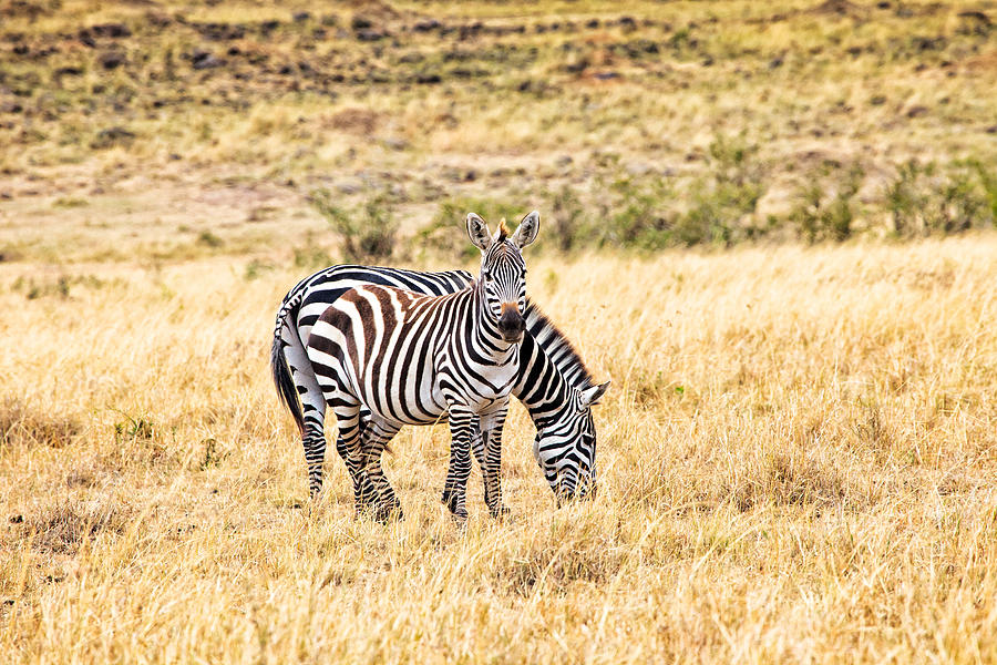 Zebras in the Masai Mara #4 Photograph by Perla Copernik