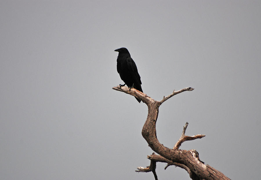 30- Black Crow Photograph by Joseph Keane