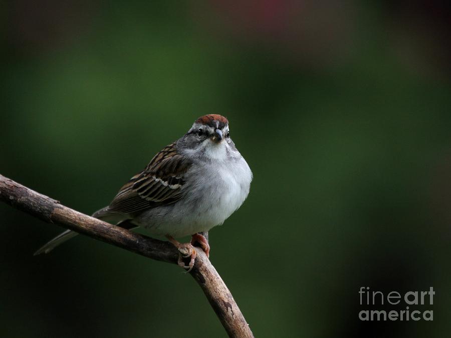 Chipping Sparrow #30 Photograph by Jack R Brock