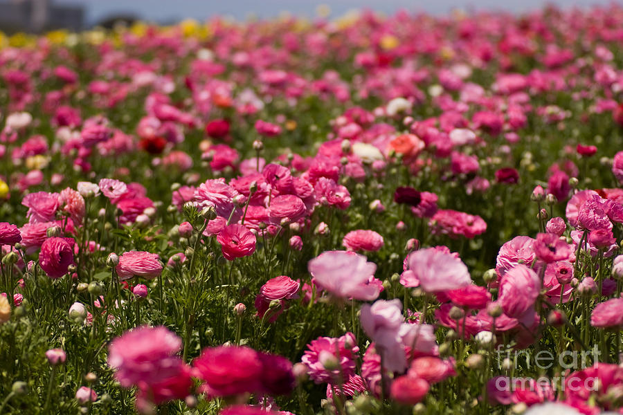 Flower Fields #30 Photograph by Daniel  Knighton
