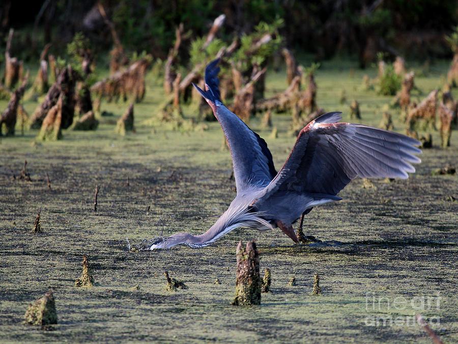 Great Blue Heron #30 Photograph by Jack R Brock