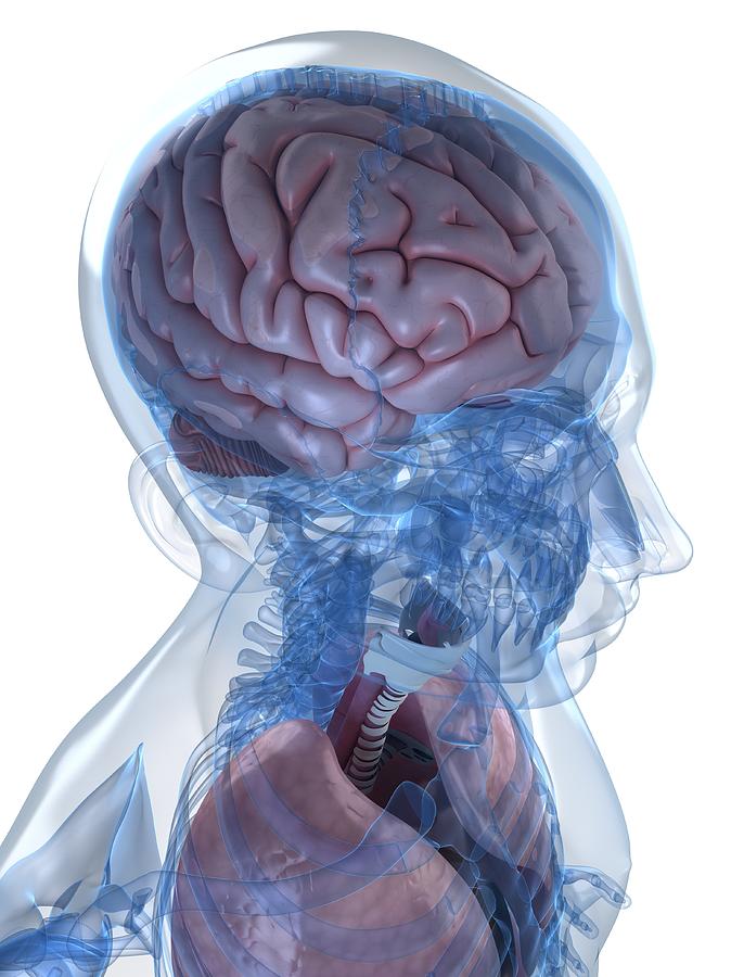 Head Anatomy, Artwork #30 Digital Art by Sciepro