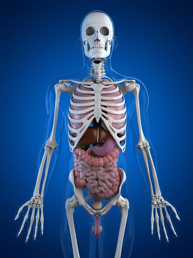 Vertical Digital Art - Human Anatomy, Artwork #30 by Sciepro