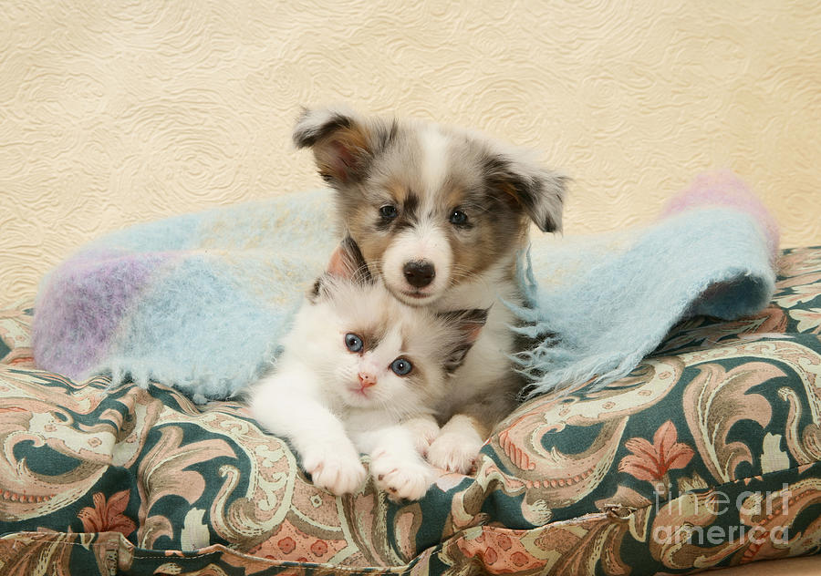 Kitten And Puppy #30 Photograph by Jane Burton