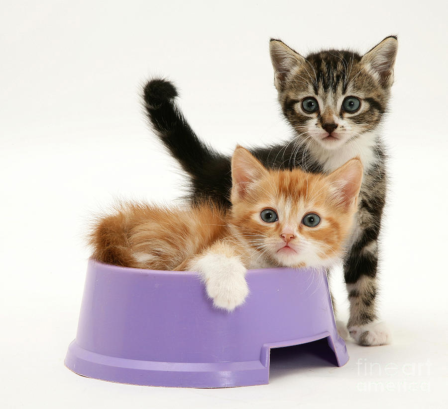 Kittens Photograph By Jane Burton Fine Art America 