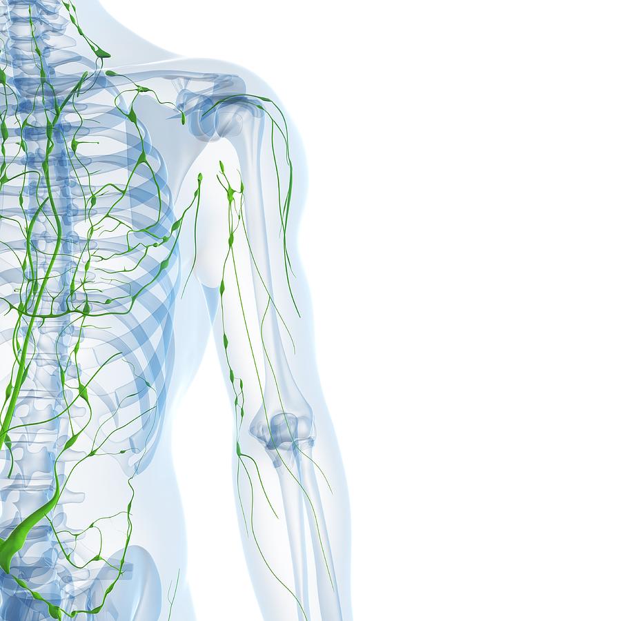 Lymphatic System, Artwork Digital Art By Sciepro - Fine Art America