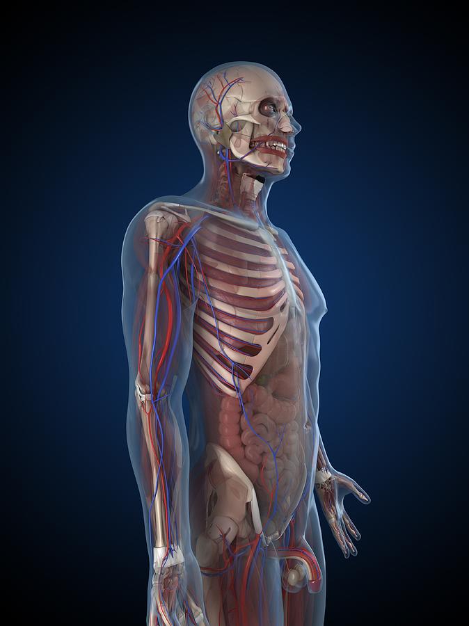 Male Anatomy, Artwork Digital Art by Sciepro Male Anatomy, Artwork Digital Art by Sciepro