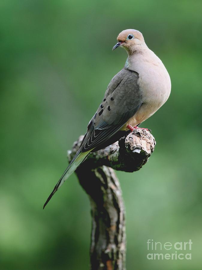 Mourning Dove #30 Photograph by Jack R Brock