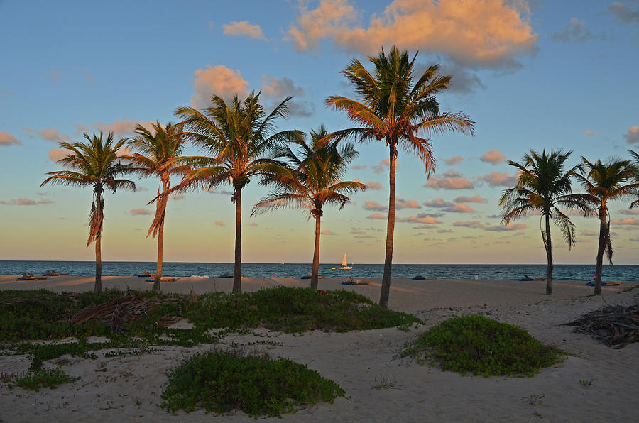 30- Palms In Paradise Photograph by Joseph Keane