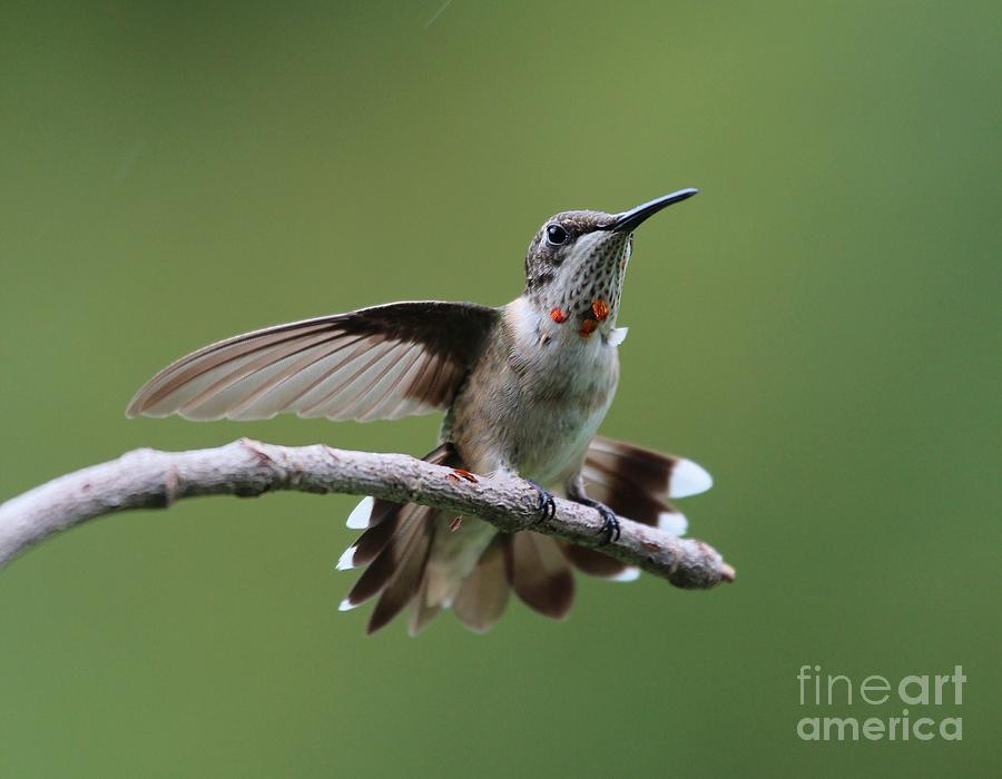 Ruby-throated Hummingbird #30 Photograph by Jack R Brock