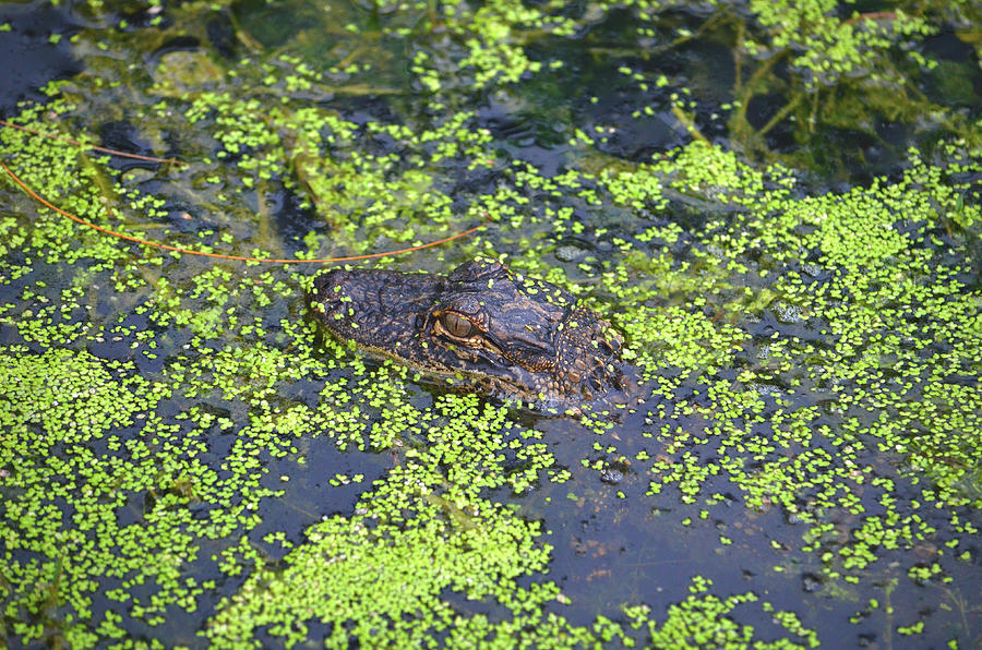 31- Alligator Hatchling Photograph by Joseph Keane